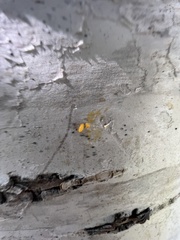 Harmonia axyridis
