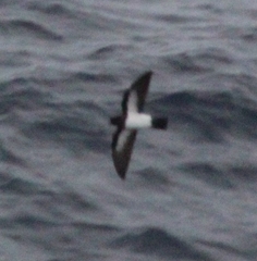 Fregetta grallaria