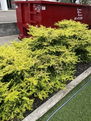 Forestiera ligustrina