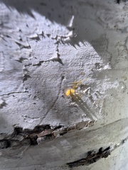 Harmonia axyridis