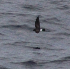 Fregetta grallaria