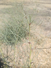 Parkinsonia