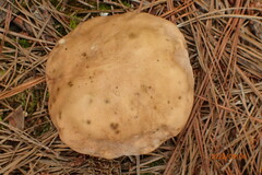 Tylopilus felleus