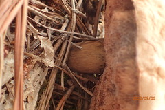 Tylopilus felleus