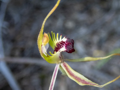 Caladenia parva