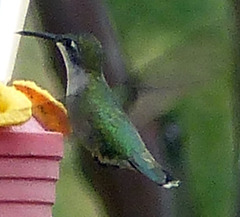 Archilochus colubris