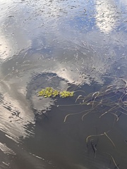 Salvinia molesta
