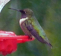 Archilochus