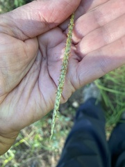 Bothriochloa laguroides