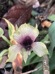 Telipogon latifolius