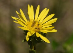 Phthiriinae