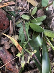 Telipogon latifolius