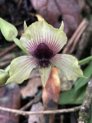 Telipogon latifolius