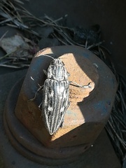Chalcophora mariana