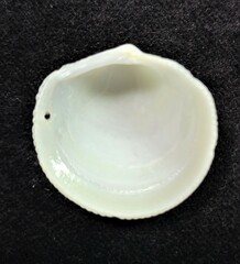 Divalinga quadrisulcata