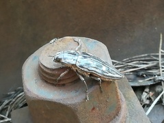 Chalcophora mariana