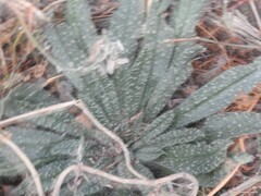 Echium vulgare