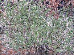 Adenocarpus hispanicus