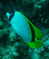 Chaetodon lineolatus