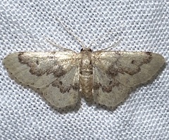 Idaea micropterata