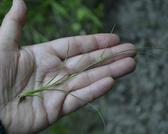 Juncus