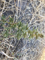 Bassia scoparia