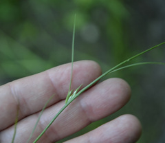Juncus