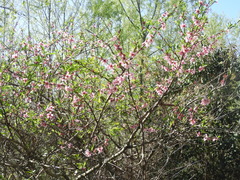 Prunus persica