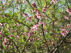 Prunus persica