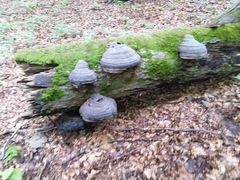 Fomes fomentarius