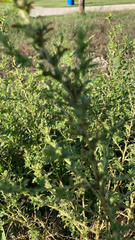 Amaranthus albus