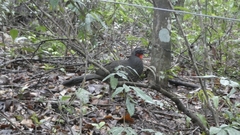 Penelope superciliaris