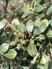 Ilex kunthiana