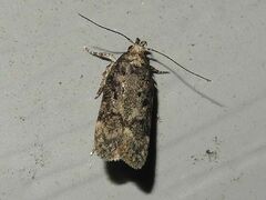 Chionodes thoraceochrella