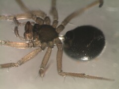 Mermessus trilobatus