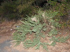 Adenocarpus hispanicus