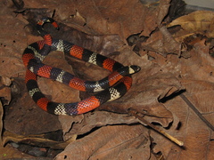 Atractus latifrons