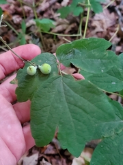 Caulophyllum thalictroides