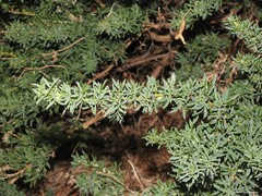 Adenocarpus hispanicus