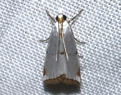 Argyria lacteella