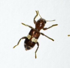 Enoclerus quadrisignatus