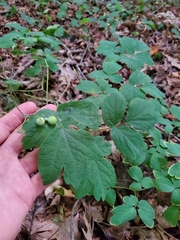 Caulophyllum thalictroides