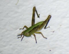 Dichromorpha viridis