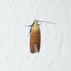 Anacampsis fullonella