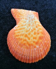 Caribachlamys sentis