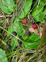 Rubus occidentalis