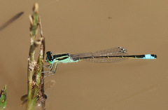 Ischnura