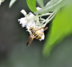 Spilomyia longicornis