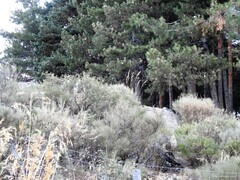 Adenocarpus hispanicus