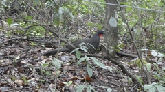 Penelope superciliaris